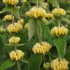 Gumbenė (Phlomis russeliana)