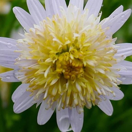 Kalimeris ‘Hortensis’