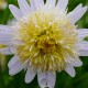 Kalimeris ‘Hortensis’
