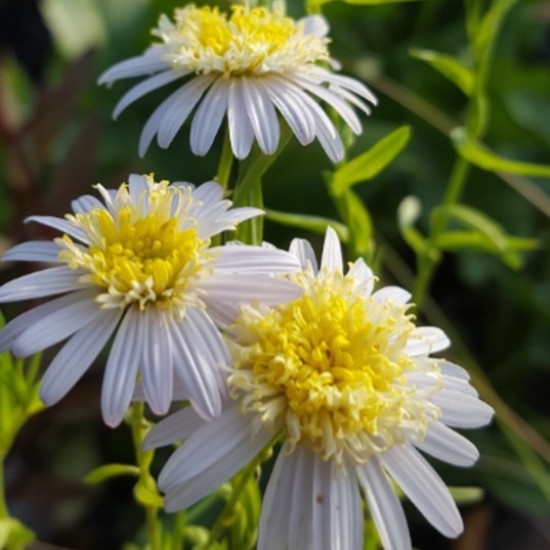 Kalimeris ‘Hortensis’