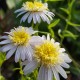 Kalimeris ‘Hortensis’