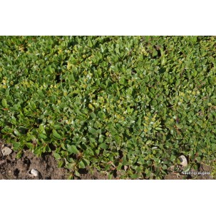 Karklas (Salix simulatrix)