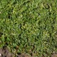 Karklas (Salix simulatrix)