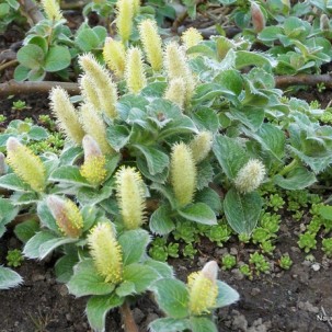 Karklas (Salix nakamurana var. yezoalpina)