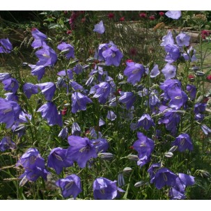 Didžiažiedis katilėlis 'Grandiflora Blue'