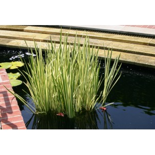Balinis ajeras ‘Variegatus’