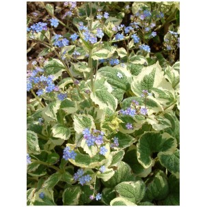 Brunera stambialapė ‘Dawson’s White’