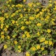 Chrysogonum virginianum