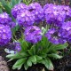Dantytalapė raktažolė ‘Lilac’