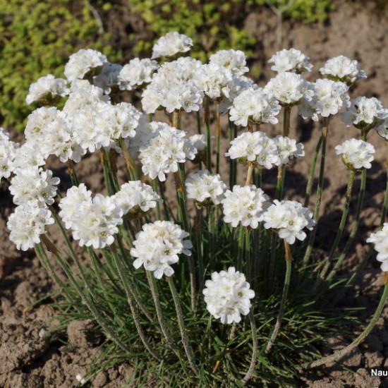 Gvaizdė pajūrinė ‘Alba’