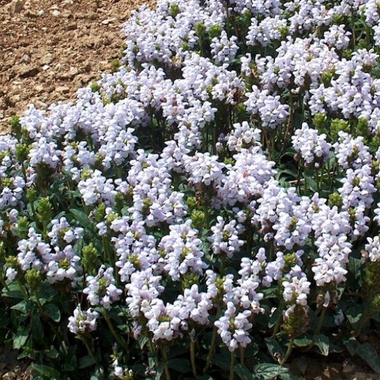 Juodgalvė didžiažiedė ‘Light Blue’