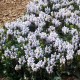 Juodgalvė didžiažiedė ‘Light Blue’