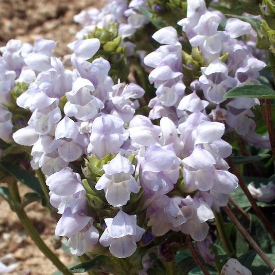 Juodgalvė didžiažiedė ‘Light Blue’