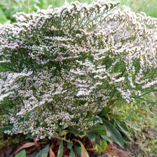 Kermėkas ‘Sea Spray’