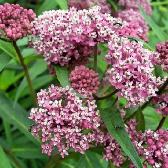 Klemalis ‘Cinderella’