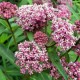 Klemalis ‘Cinderella’