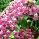 Klemalis ‘Cinderella’