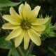 Legėstas (Silphium mohrii)