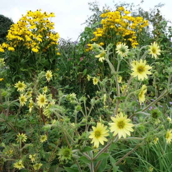 Legėstas (Silphium mohrii)