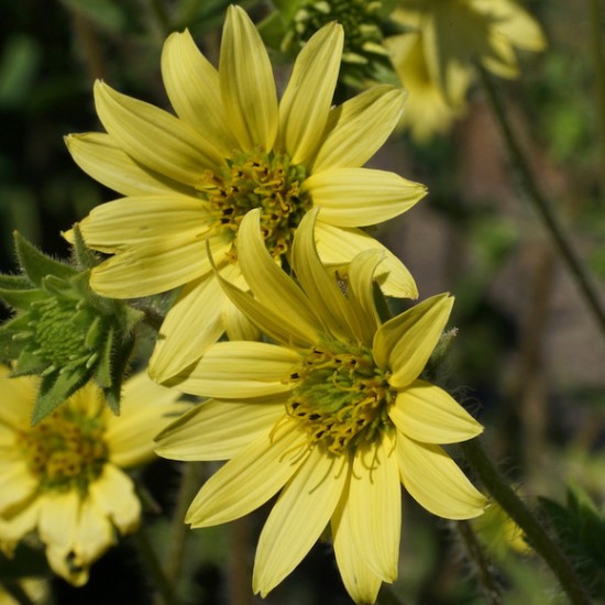 Legėstas (Silphium mohrii)