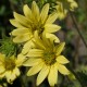 Legėstas (Silphium mohrii)