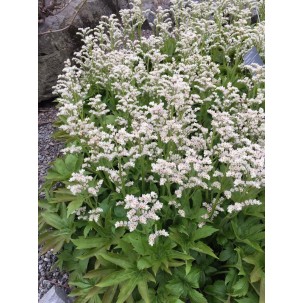 Mukdenia rossii ‘Karasuba’