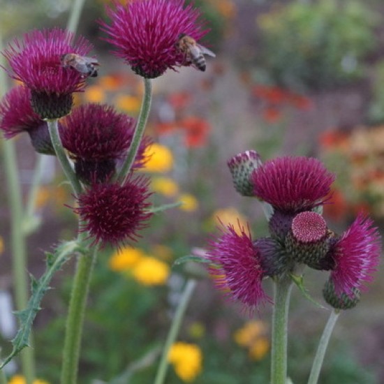 Paupinė usnis ‘Atropurpureum’