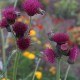 Paupinė usnis ‘Atropurpureum’