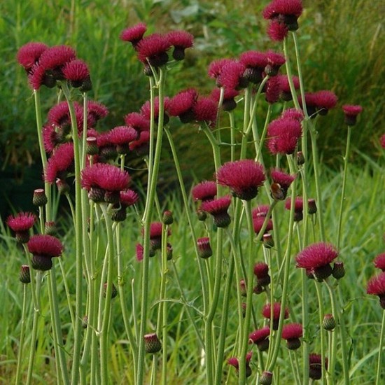 Paupinė usnis ‘Atropurpureum’