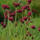 Paupinė usnis ‘Atropurpureum’
