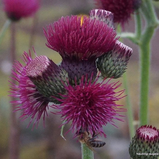 Paupinė usnis ‘Atropurpureum’