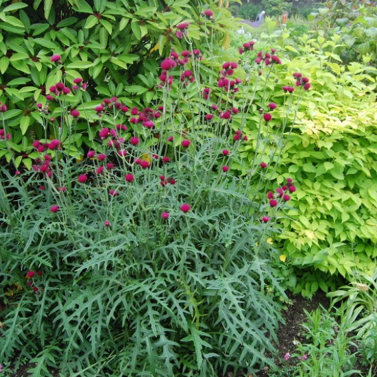 Paupinė usnis ‘Atropurpureum’