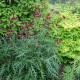 Paupinė usnis ‘Atropurpureum’