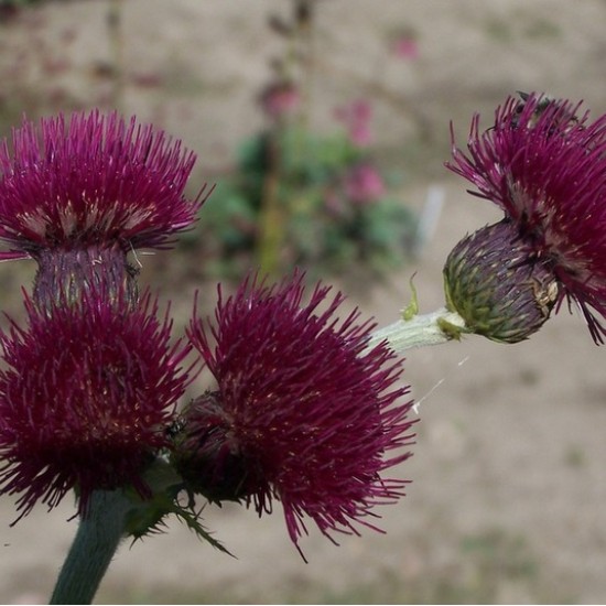 Paupinė usnis ‘Atropurpureum’