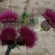 Paupinė usnis ‘Atropurpureum’