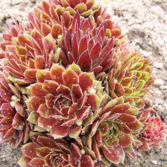 Šilropė ‘Gloriosum’