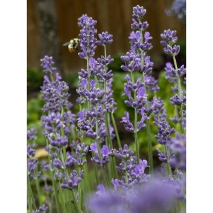 Tikroji levanda ‘Munstead’