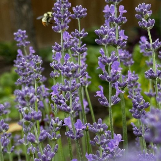Tikroji levanda ‘Munstead’