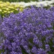Tikroji levanda ‘Munstead’