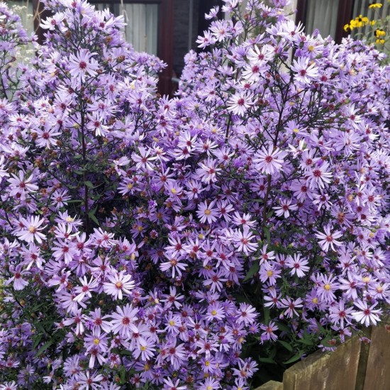Širdžialapis astras ‘Little Carlow’