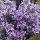 Širdžialapis astras ‘Little Carlow’
