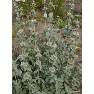 Šantra (Marrubium incanum)