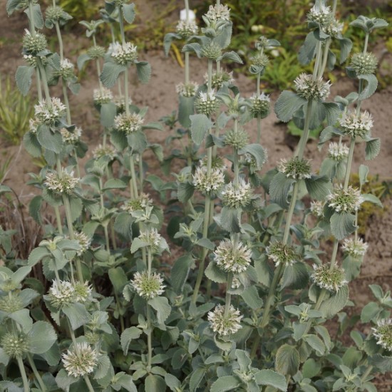 Šantra (Marrubium incanum)