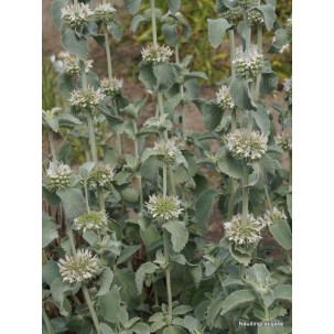 Šantra (Marrubium incanum)