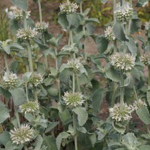 Šantra (Marrubium incanum)