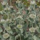 Šantra (Marrubium incanum)