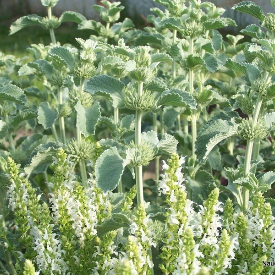 Šantra (Marrubium incanum)