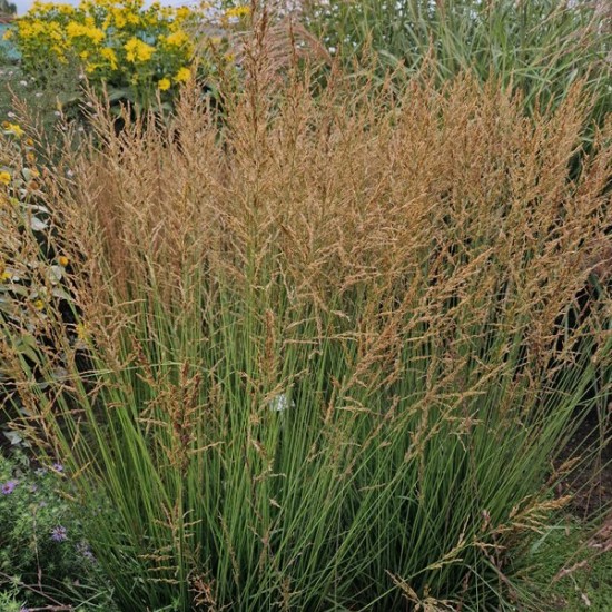 Melsvoji melvenė 'Zuneigung'