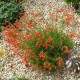 Penstemonas 'Wisley Flame'