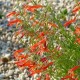 Penstemonas 'Wisley Flame'